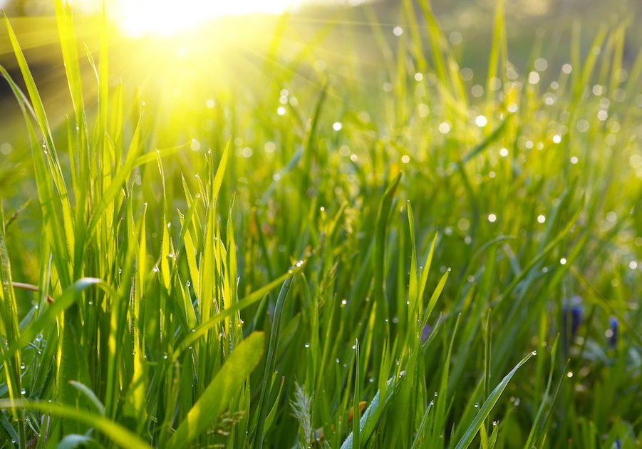 Can You Mow A Wet Lawn?
