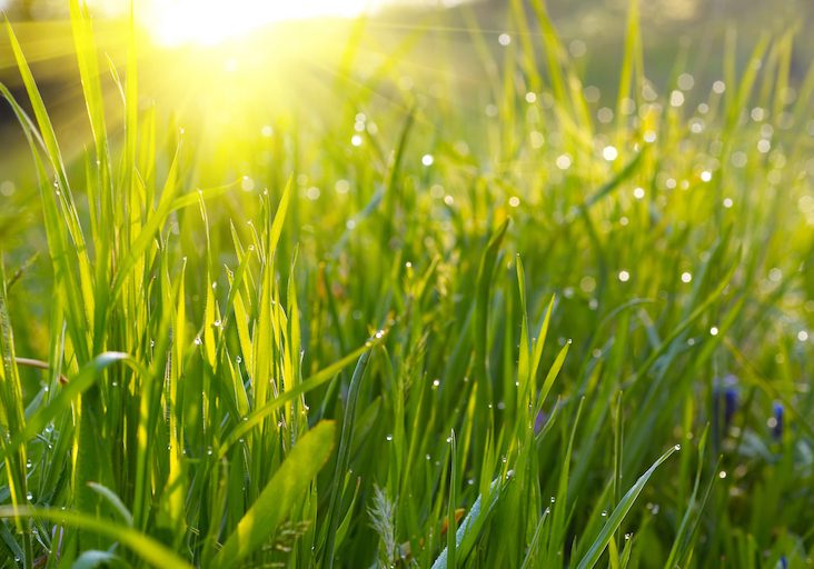 Can You Mow A Wet Lawn?