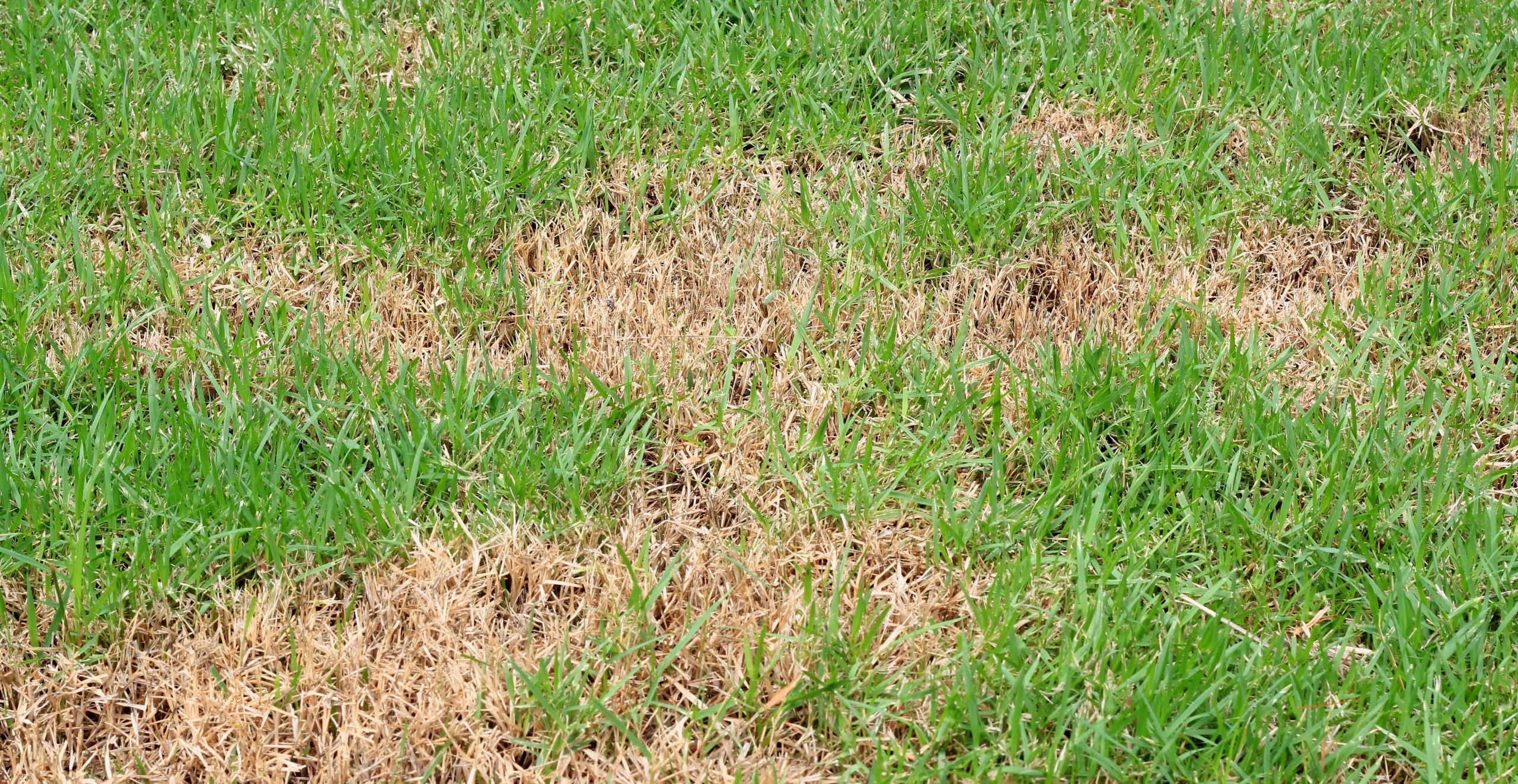 How To Diagnose Lawn Diseases