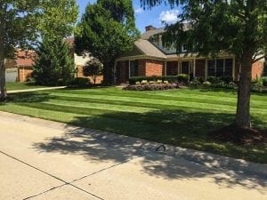 recently cut lawn in Bloomfield