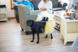 LawnGuru Violet Black Lab Wedding Ready