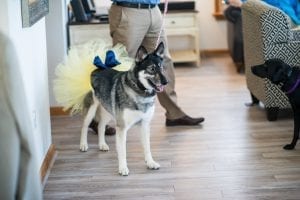 LawnGuru Basha Husky Wedding Ready