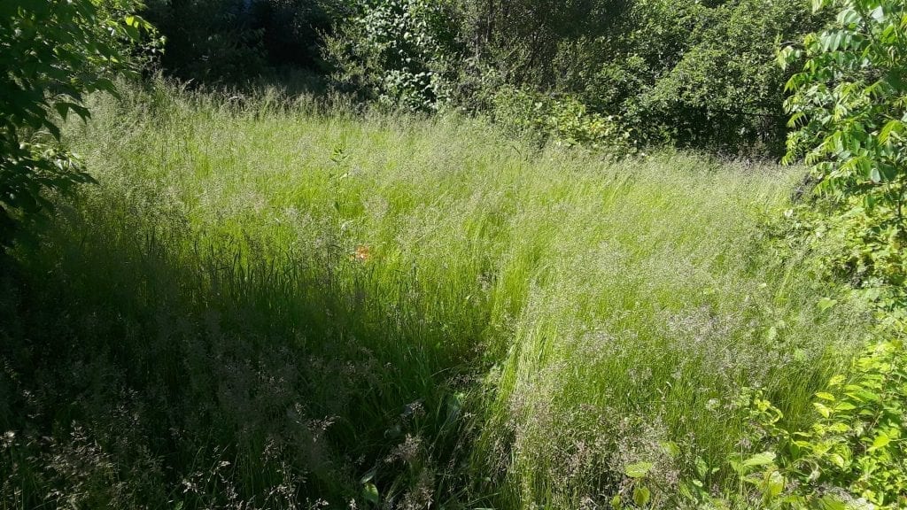 Preserved Wild Prairie? No. Actual yard in Ann Arbor, MI? Yes!