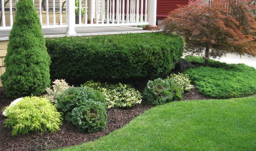 Garden bed featuring green shrubs and mulch