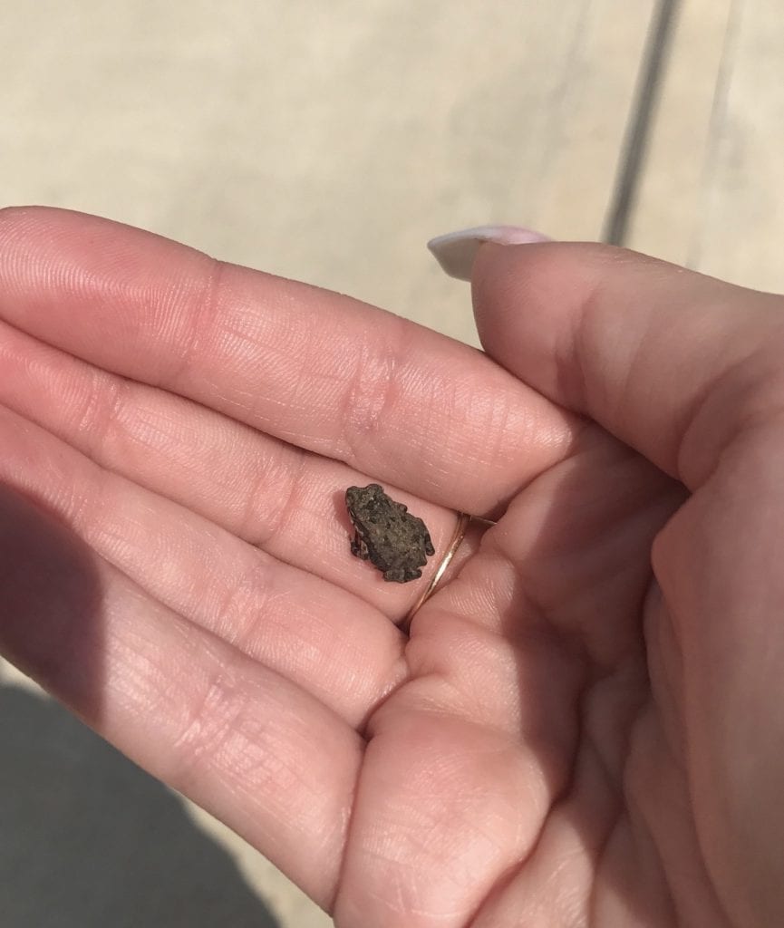 Possibly the worlds tiniest toad