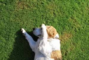 Dog Urine on Grass