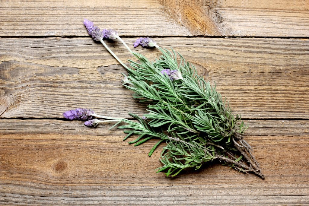 fresh lavendar can repel bugs