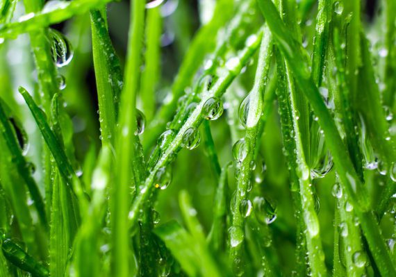 5 Myths That Kill Grass