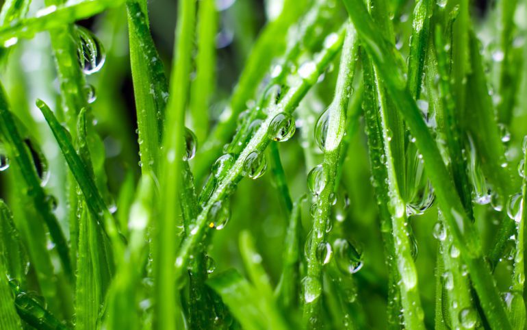 5 Myths That Kill Grass