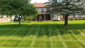 A residential shaded lawn growing healthily
