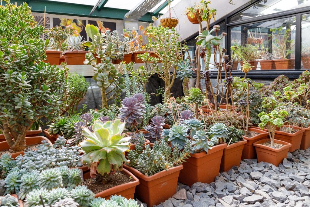 A room full of succulents. 