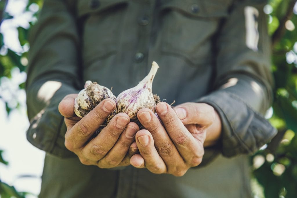 The natural bug repellent in garlic