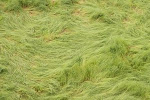 Green long grass twirled by strong winds.