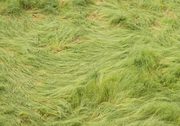 Green long grass twirled by strong winds.