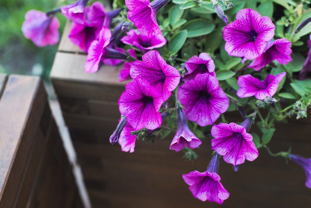 the scent of petunias acts as a natural bug repellent