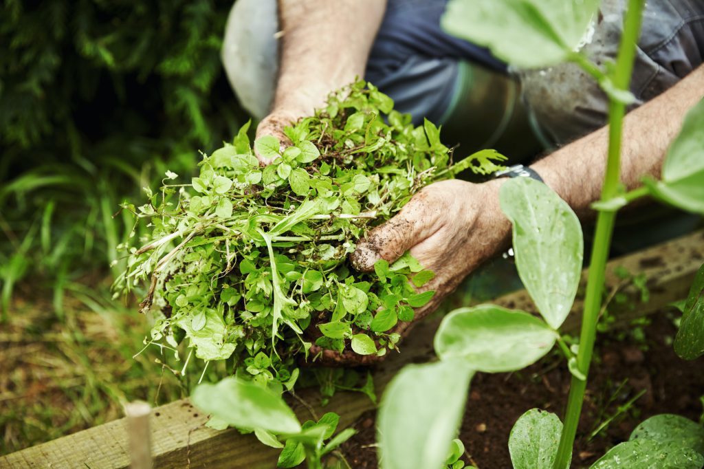 Gardener holding handful of weeds.