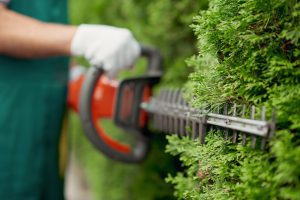 Male gargener trimming hedge using special tool