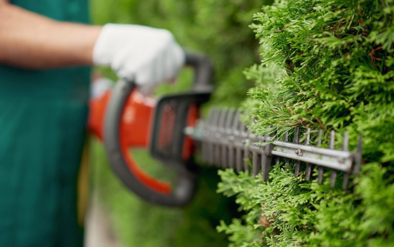 Male gargener trimming hedge using special tool