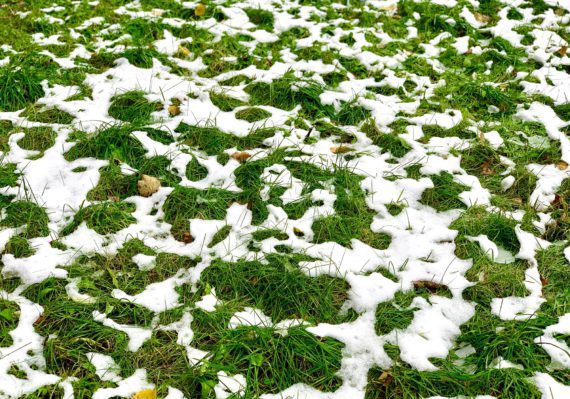 Green grass on lawn covered with the first snow. Fall, winter, nature concept. Winter is coming.