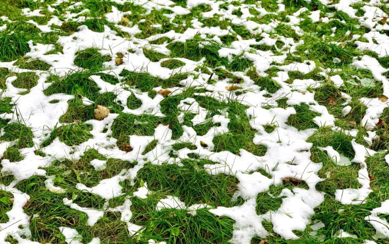 Green grass on lawn covered with the first snow. Fall, winter, nature concept. Winter is coming.