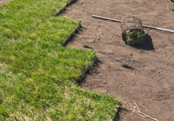 new sod installation