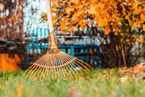 Raking fall leaves with rake in the yard. spring clean in garden back yard.