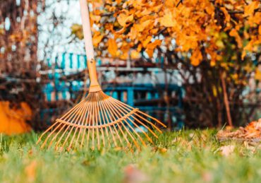 Raking fall leaves with rake in the yard. spring clean in garden back yard.