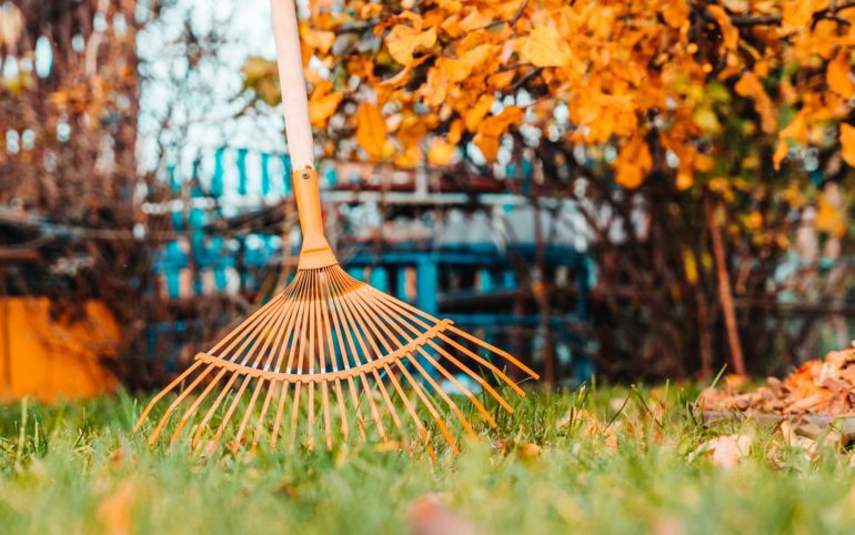 Raking fall leaves with rake in the yard. spring clean in garden back yard.