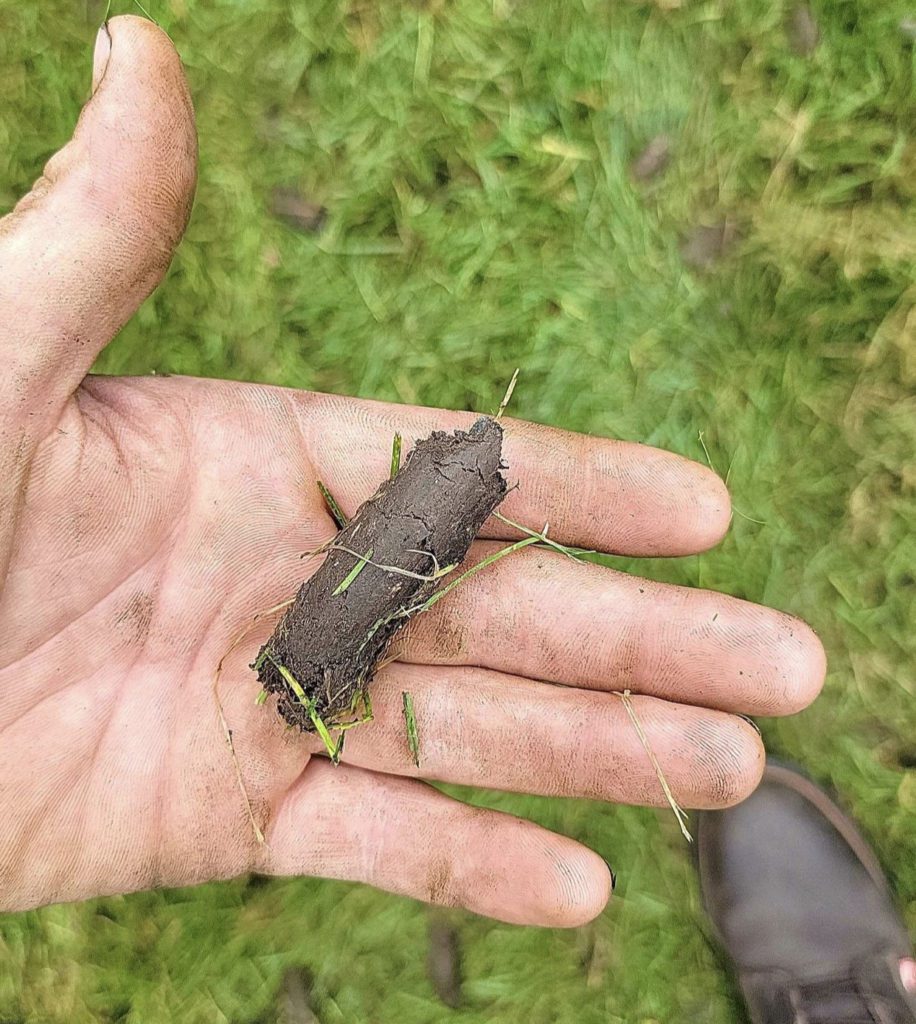 Soil Plug from Fall Aeration Service in Michigan