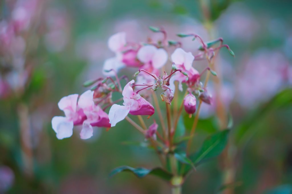 Balsam flower. Himalayan Balsam (Impatiens glandulifera) plant in bloom.