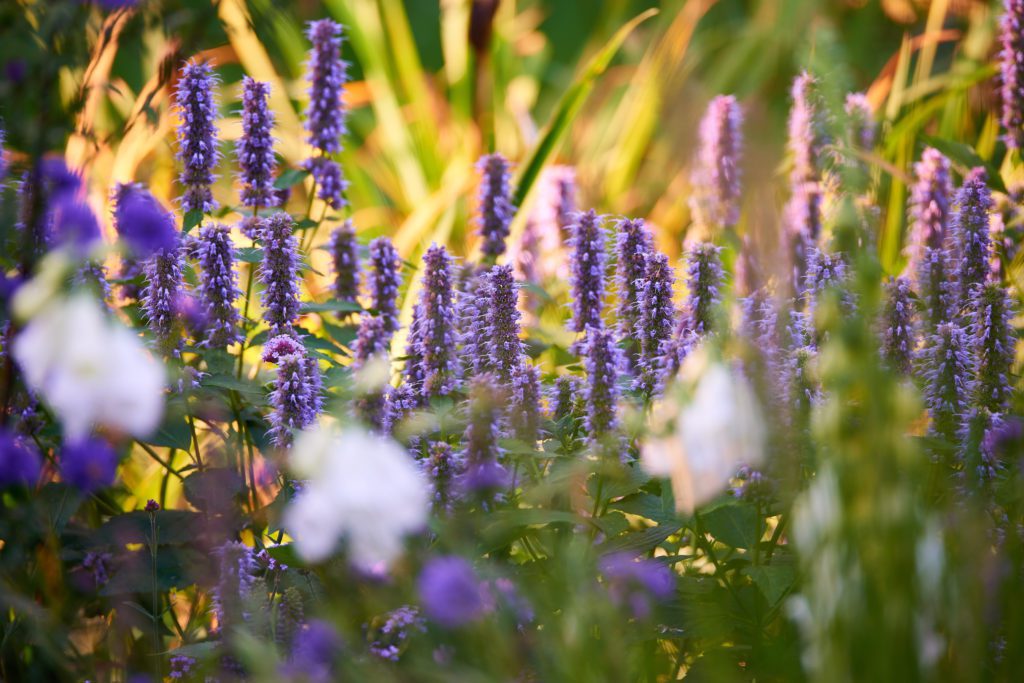 Wild Giant Hyssop Flower plants to grow in Michigan