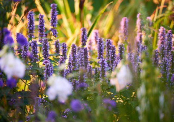 Wild Giant Hyssop Flower plants to grow in Michigan