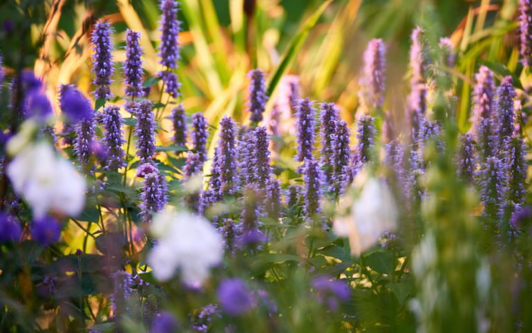 Wild Giant Hyssop Flower plants to grow in Michigan