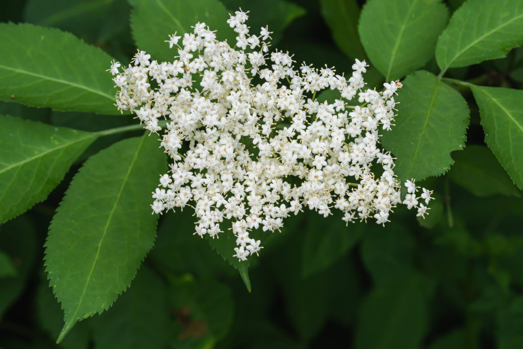 elderberry bush