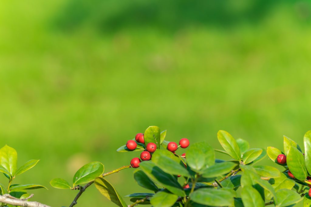 Michigan Holly plants to grow in Michigan