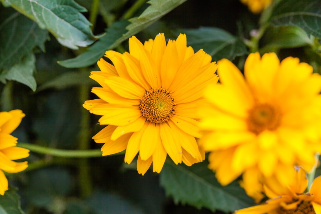 native woodland sunflower