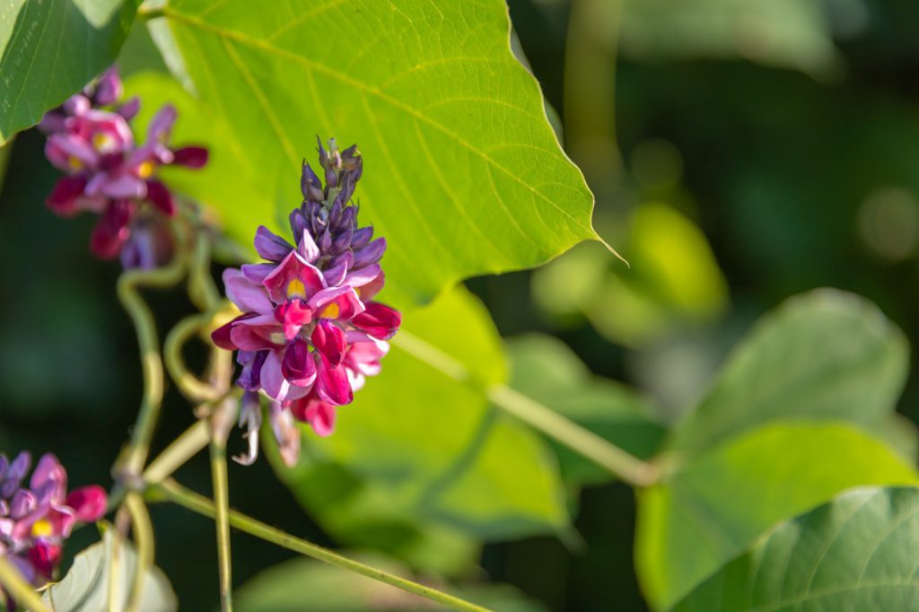 Kudzu in the summer