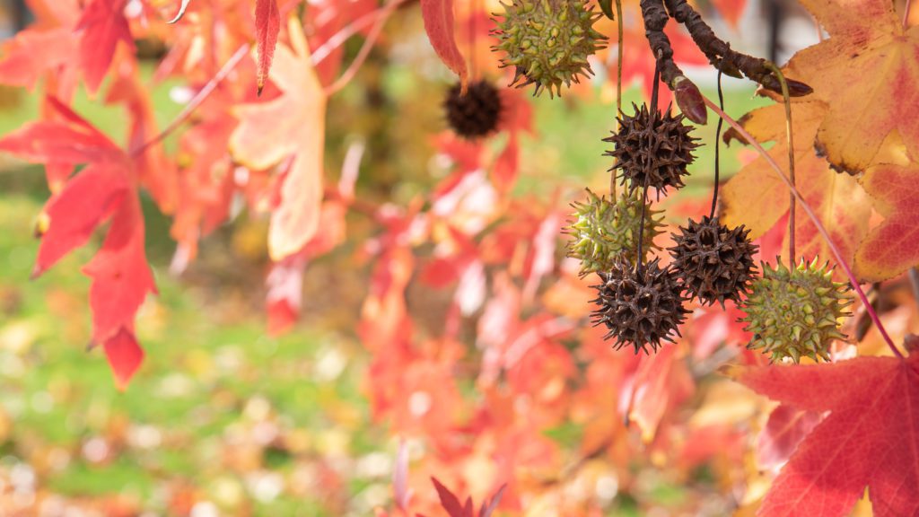 sweetgum balls on lawn