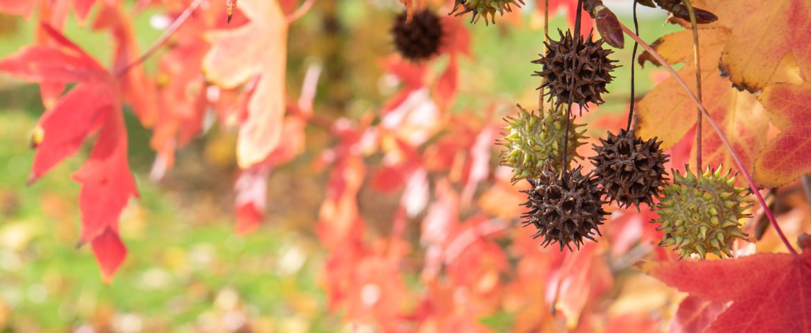sweetgum balls on lawn