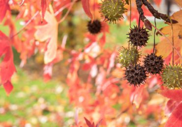 sweetgum balls on lawn