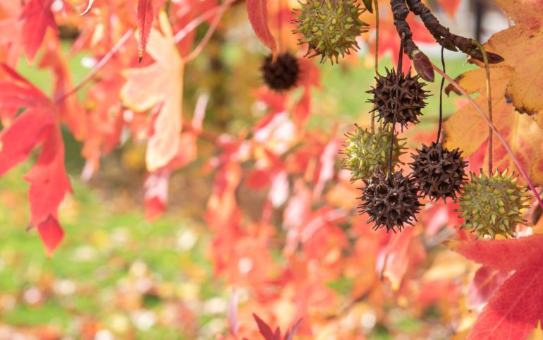 sweetgum balls on lawn