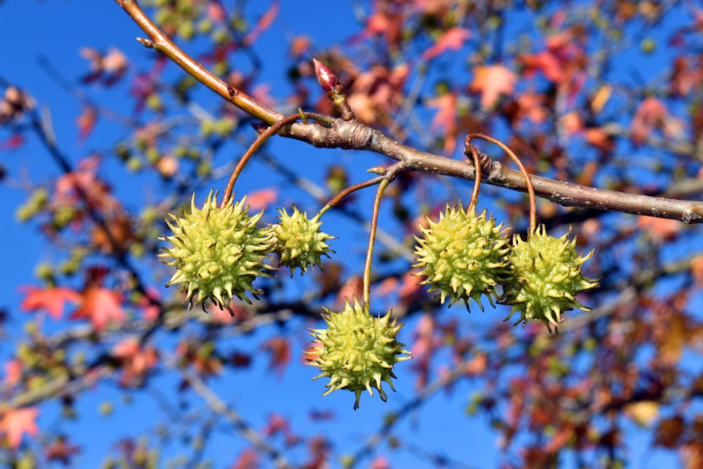 sweetgum balls in the tree