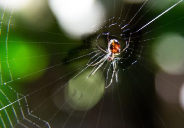 spider with web