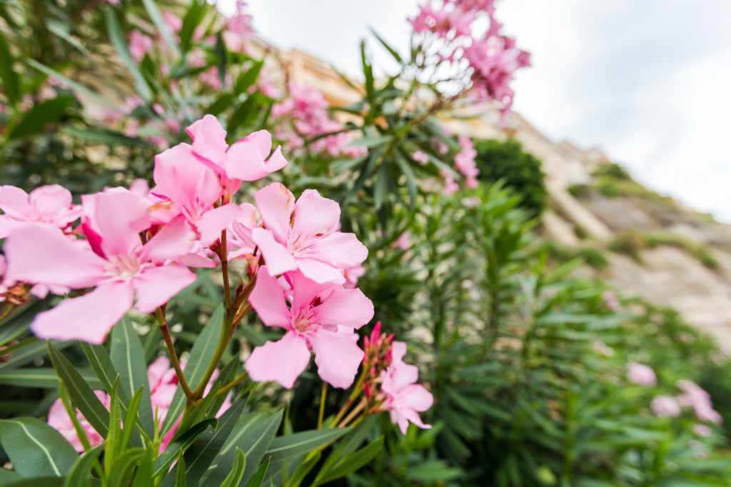 Pink oleander or Nerium flower