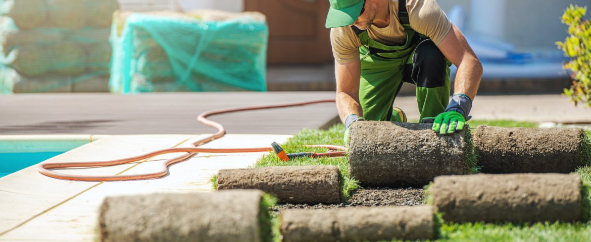 Professional Landscaper Installing New Grass Turfs in a Garden