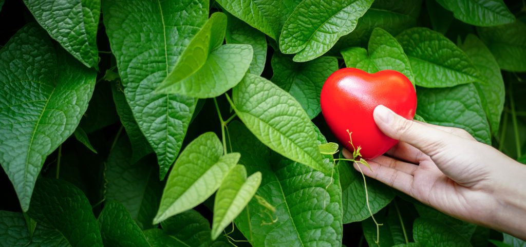 Red Heart Symbol Natural Green Leaf