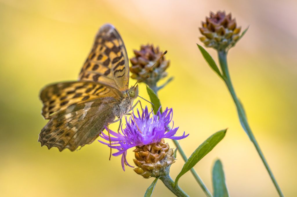 Silver washed fritillary on Brown Knapweed flower