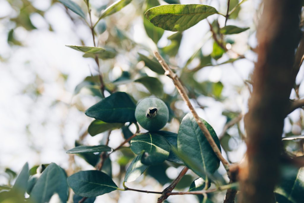 single-feijoa-green-branch