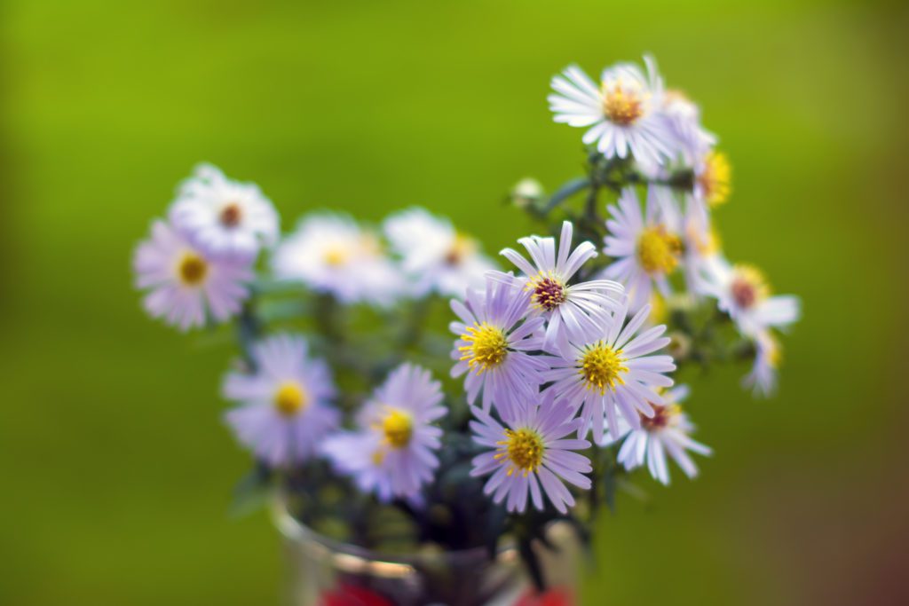 smooth aster wild flowers