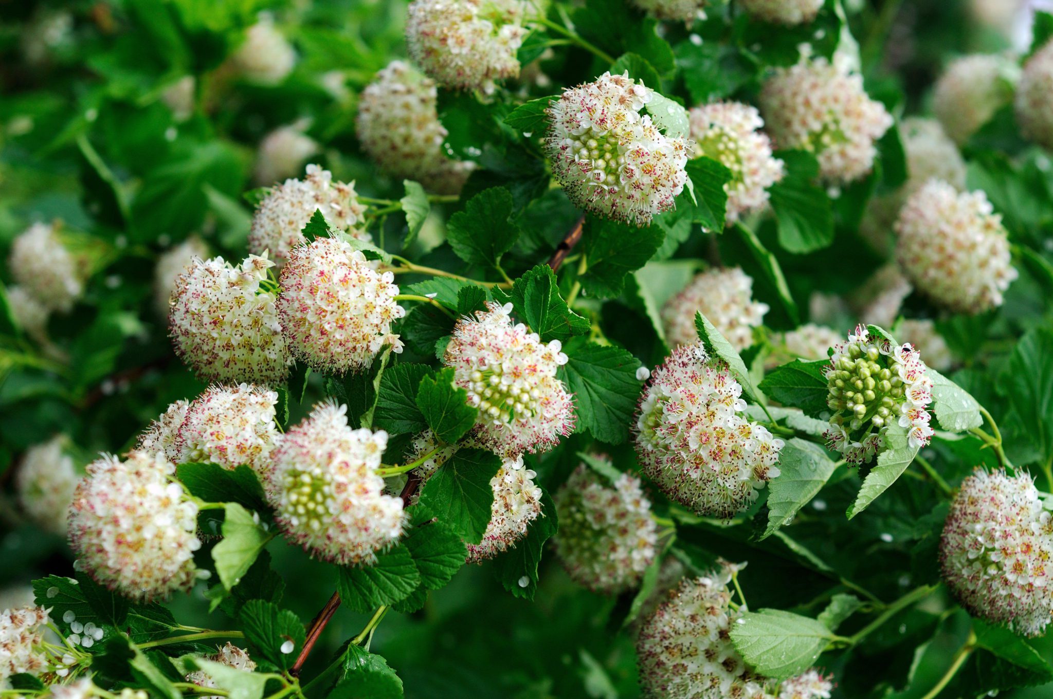 Best Michigan Native Plants for Landscaping